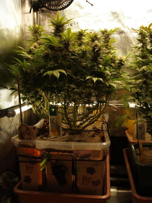 White Rhino From Zamnesia zweite Runde. Week 15 - Tag 111