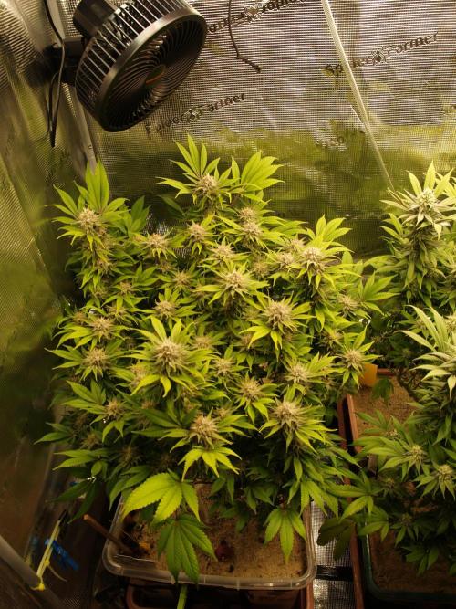 White Rhino From Zamnesia zweite Runde. Week 15 - Tag 111