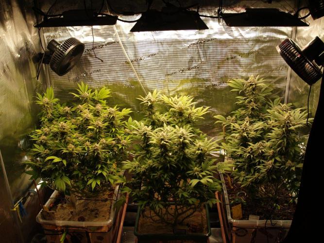 White Rhino From Zamnesia zweite Runde. Week 15 - Tag 111