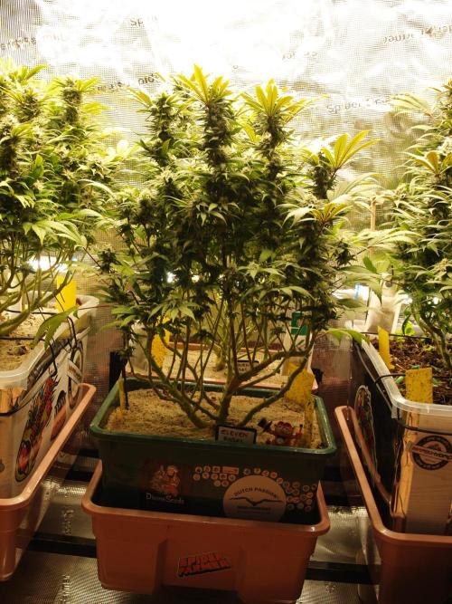 Eleven Roses Klon zur Blüte. Week 18 - Tag 120