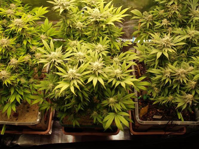 Eleven Roses Klon zur Blüte. Week 18 - Tag 120