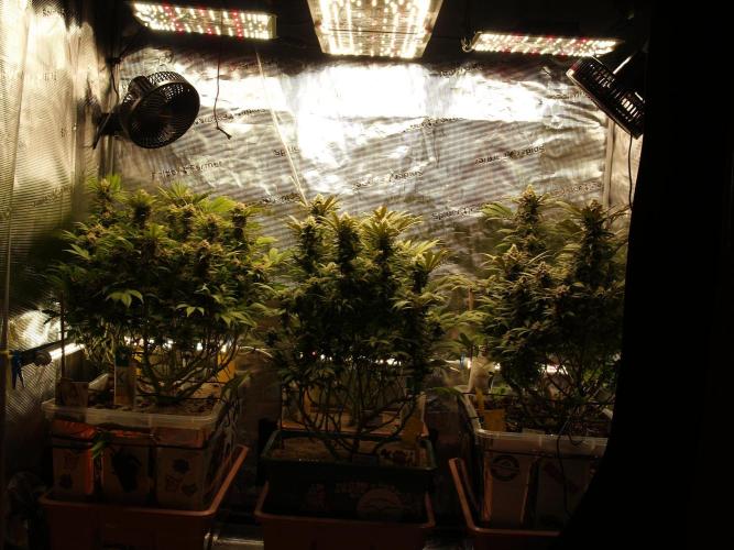 Eleven Roses Klon zur Blüte. Week 18 - Alle Ladys mit neuem Look