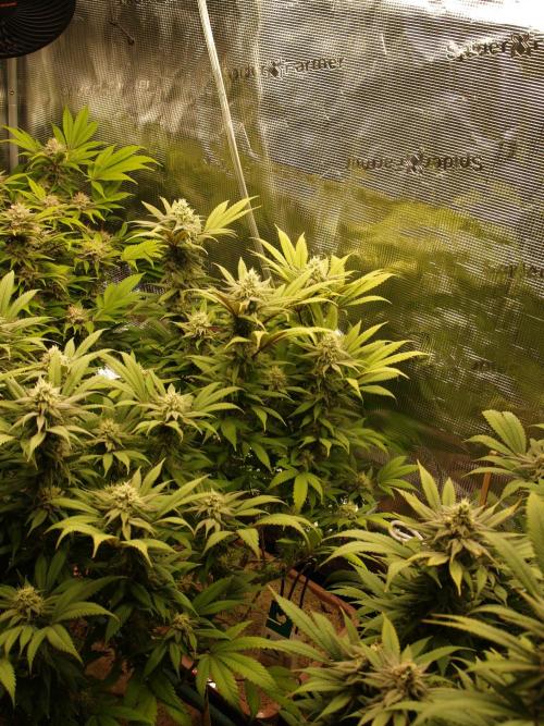 Eleven Roses Klon zur Blüte 2. Week 18 - Tag 120