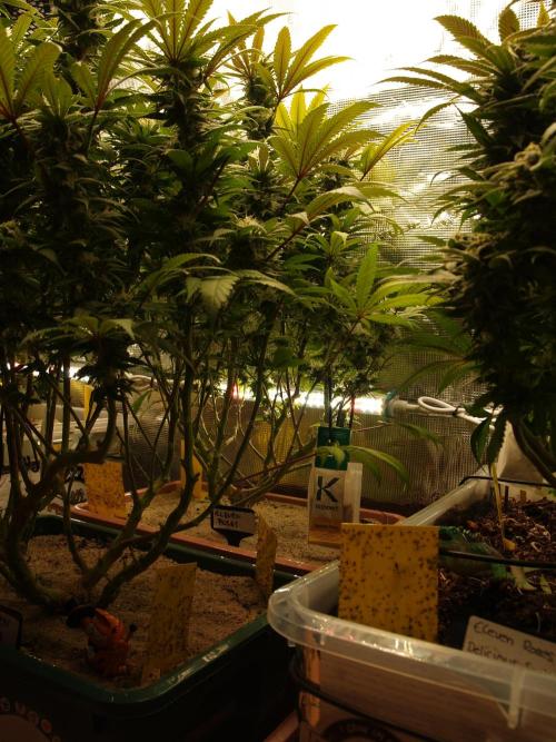 Eleven Roses Klon zur Blüte 2. Week 18 - Tag 120