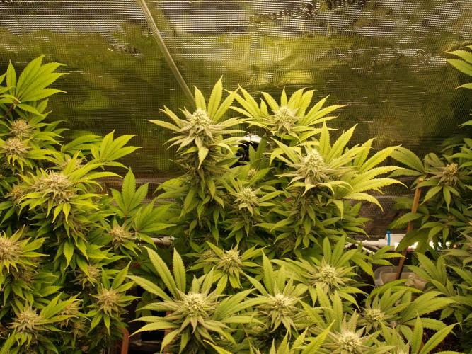 Eleven Roses Klon zur Blüte 2. Week 18 - Tag 120