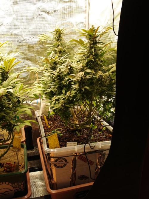 Eleven Roses. Week 20 - Tag 141