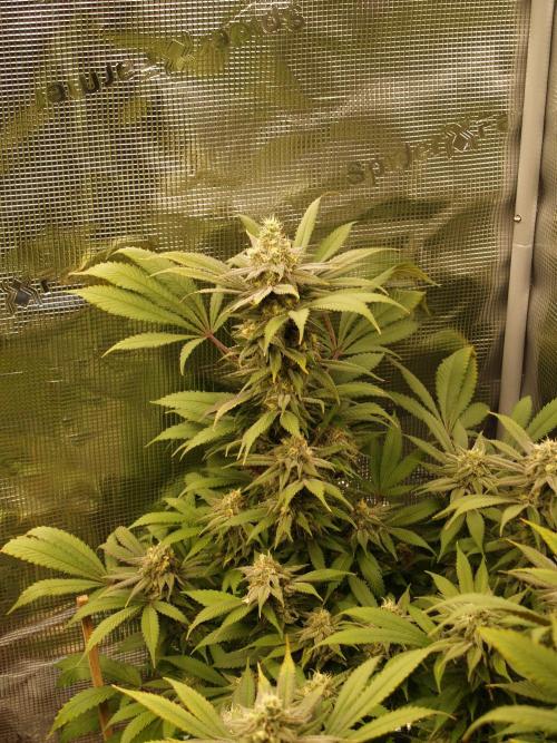 Eleven Roses. Week 20 - Tag 141