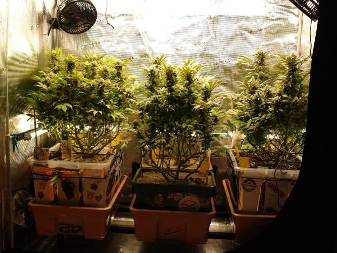 Eleven Roses. Week 20 - Tag 141