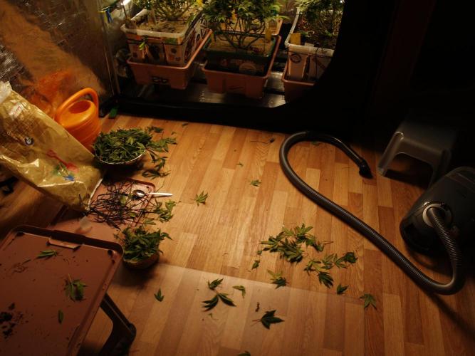 Eleven Roses. Week 20 - Tag 141