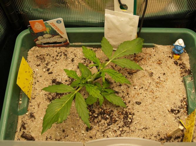 White Truffle Indoor 2025. Week 2 - Tag 20