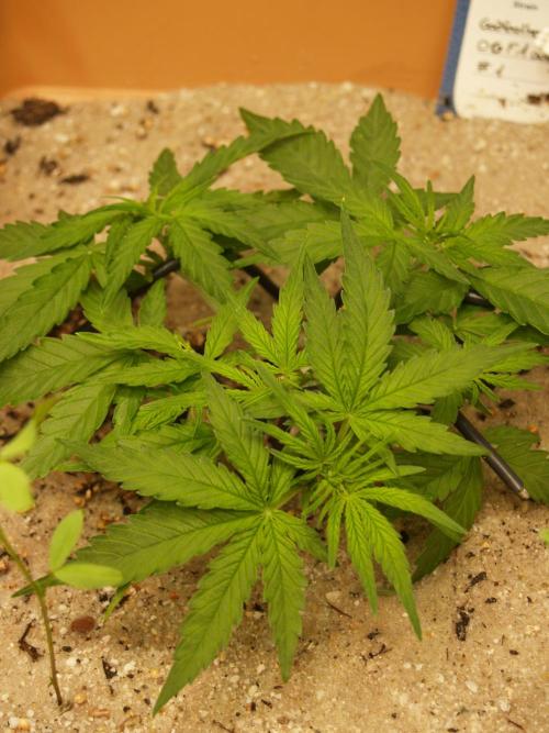 Godfeather OG F1 #1. Week 3 - Tag 26