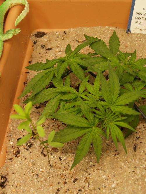 Godfeather OG F1 #1. Week 3 - Tag 26