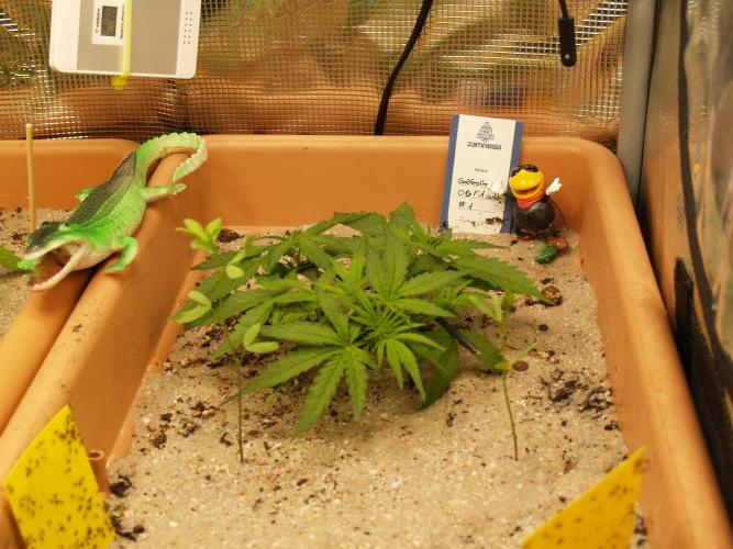 Godfeather OG F1 #1. Week 3 - Tag 26