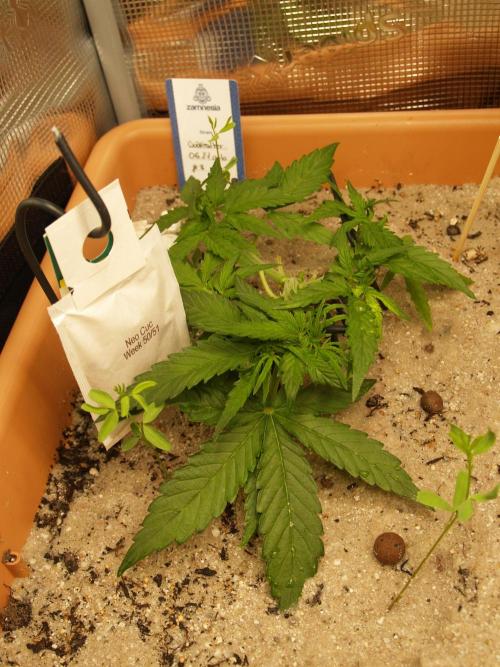 Godfeather OG F1 #3. Week 3 - Tag 27