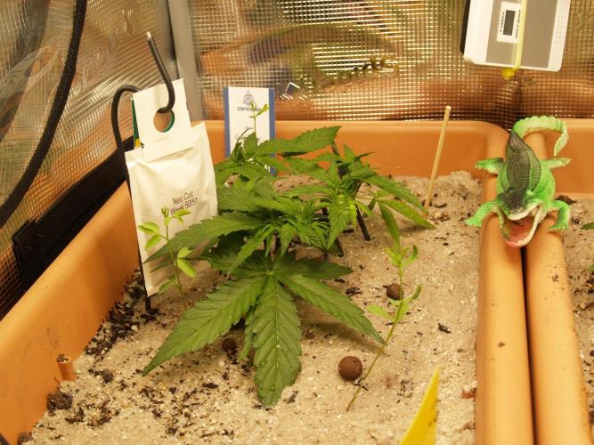 Godfeather OG F1 #3. Week 3 - Tag 27