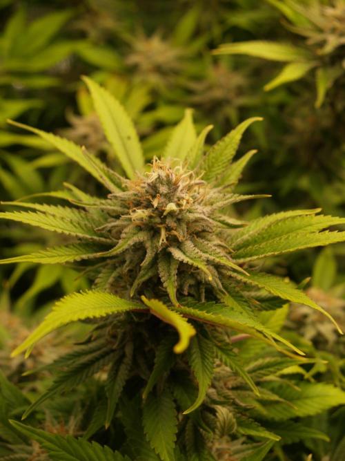 White Rhino From Zamnesia zweite Runde. Week 16 - Tag 113