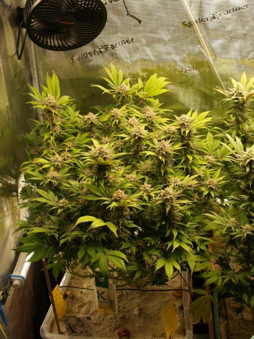 White Rhino From Zamnesia zweite Runde. Week 16 - Tag 113