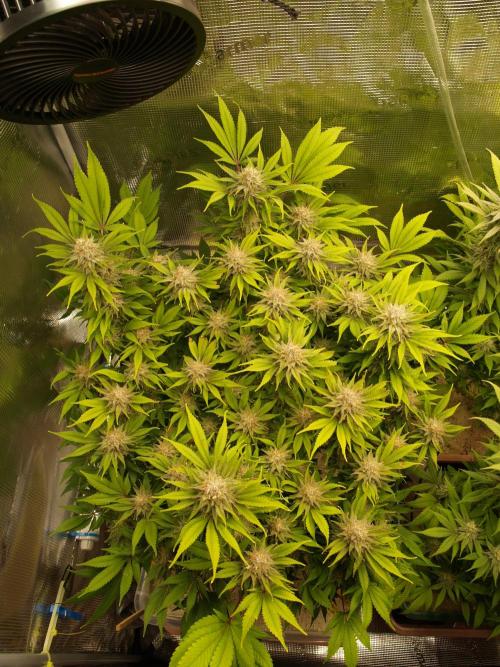 White Rhino From Zamnesia zweite Runde. Week 16 - Tag 113