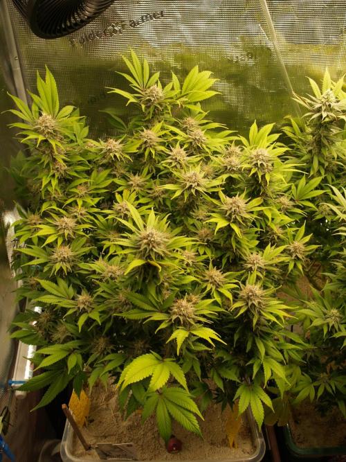 White Rhino From Zamnesia zweite Runde. Week 16 - Tag 113