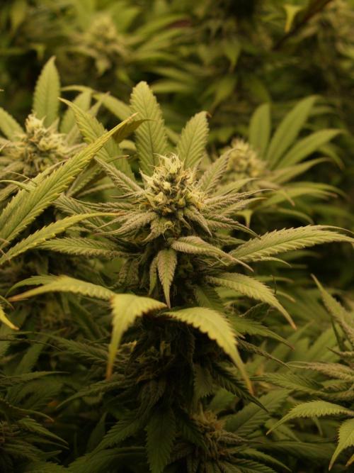 Eleven Roses Klon zur Blüte. Week 18 - Tag 122