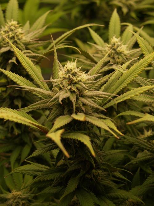 Eleven Roses Klon zur Blüte. Week 18 - Tag 122