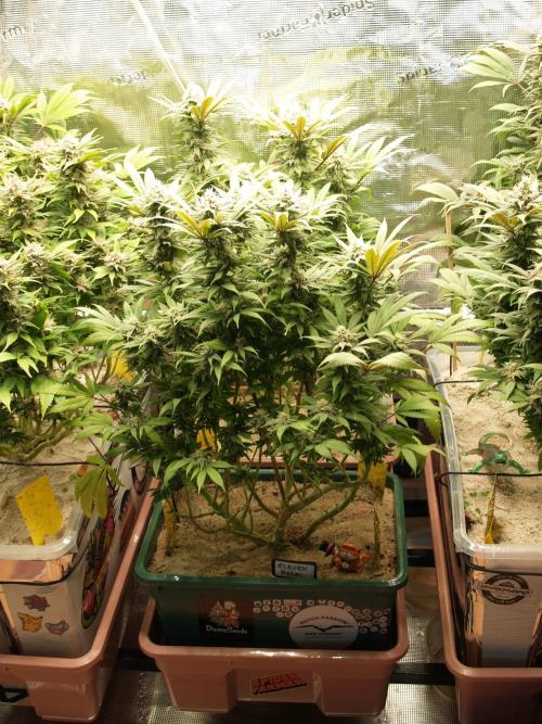 Eleven Roses Klon zur Blüte. Week 18 - Tag 122