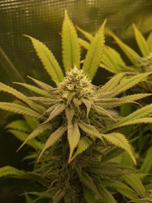 Eleven Roses Klon zur Blüte 2. Week 18 - Tag 122