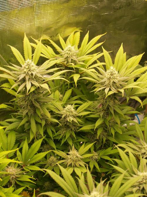 Eleven Roses Klon zur Blüte 2. Week 18 - Tag 122