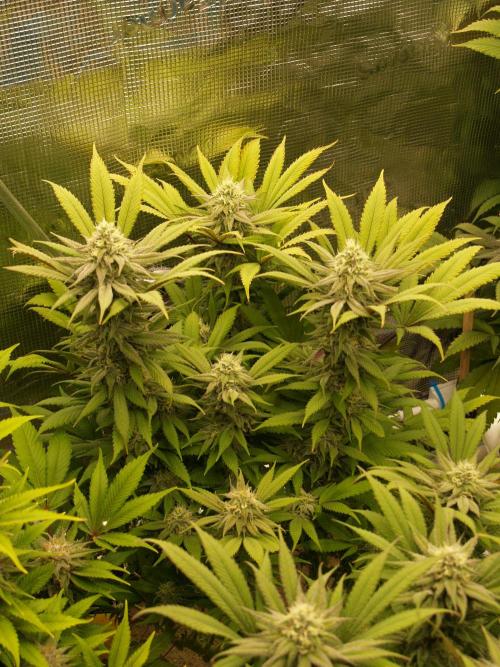 Eleven Roses Klon zur Blüte 2. Week 18 - Tag 122