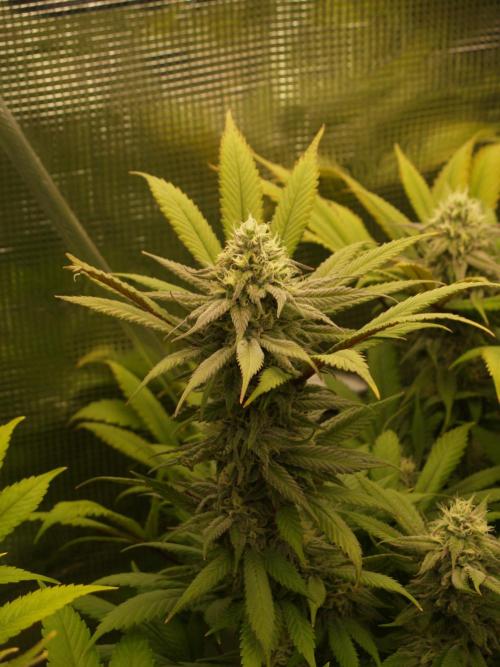 Eleven Roses Klon zur Blüte 2. Week 18 - Tag 122