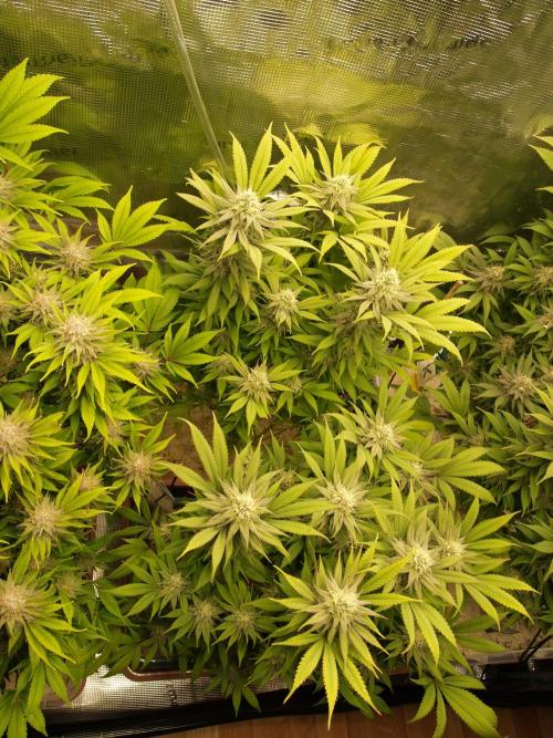 Eleven Roses Klon zur Blüte. Week 18 - Tag 122