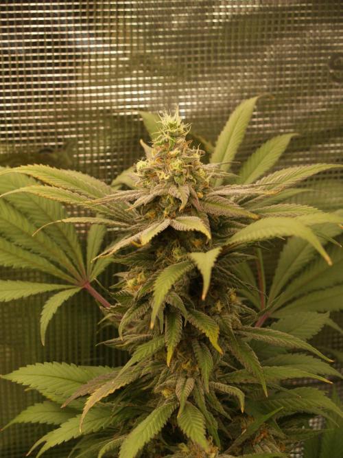 Eleven Roses. Week 20 - Tag 143