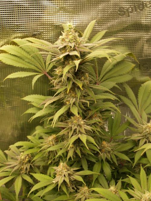 Eleven Roses. Week 20 - Tag 143