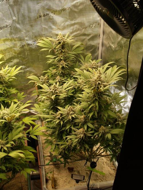 Eleven Roses. Week 20 - Tag 143