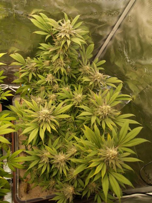 Eleven Roses. Week 20 - Tag 143