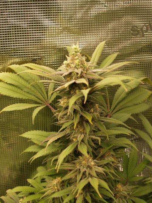 Eleven Roses. Week 20 - Tag 143