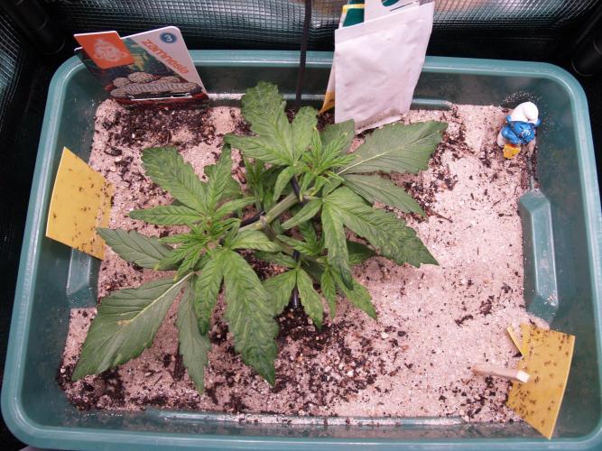 White Truffle Indoor 2025. Week 3 - Tag 22