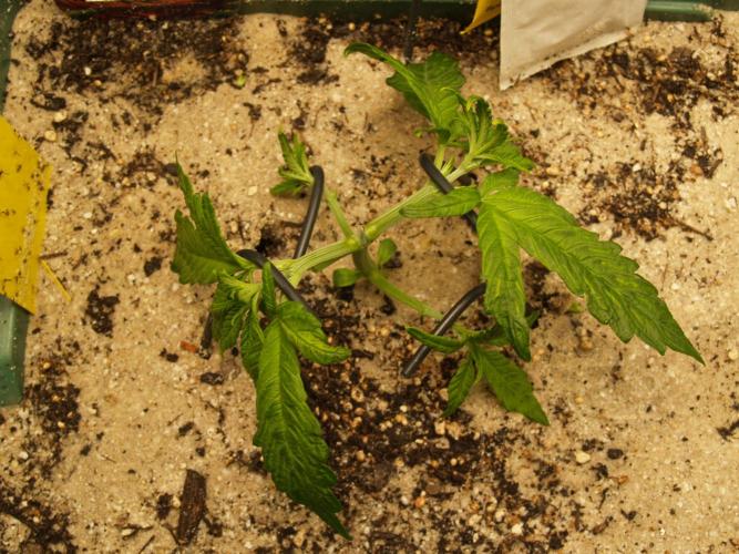 White Truffle Indoor 2025. Week 3 - Tag 22