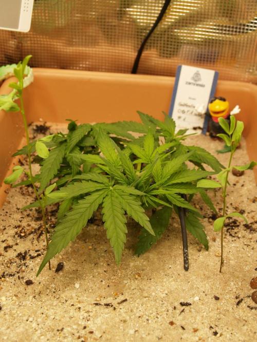 Godfeather OG F1 #1. Week 3 - Tag 28