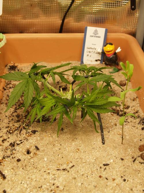 Godfeather OG F1 #1. Week 3 - Tag 28