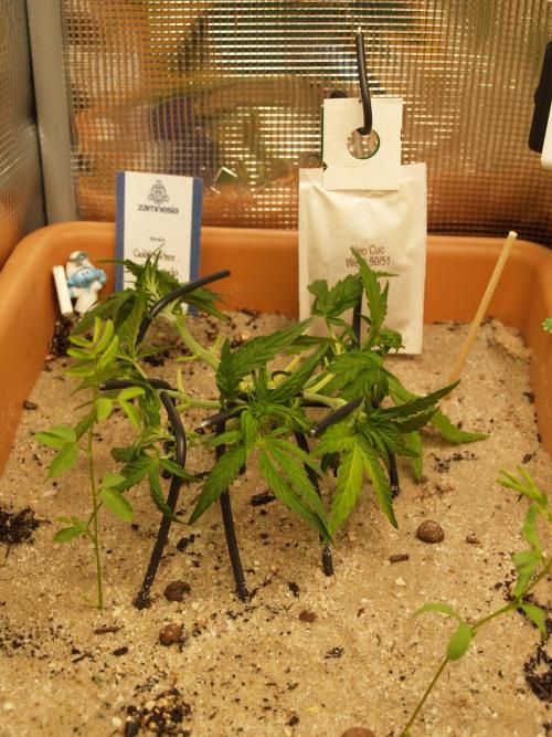 Godfeather OG F1 #3. Week 4 - Tag 29