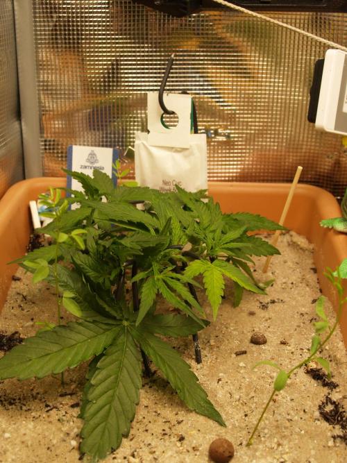 Godfeather OG F1 #3. Week 4 - Tag 29