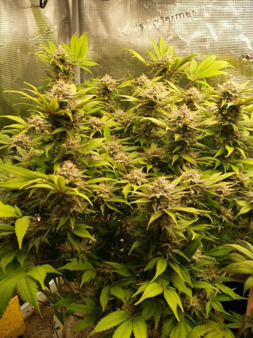 White Rhino From Zamnesia zweite Runde. Week 16 - Tag 115