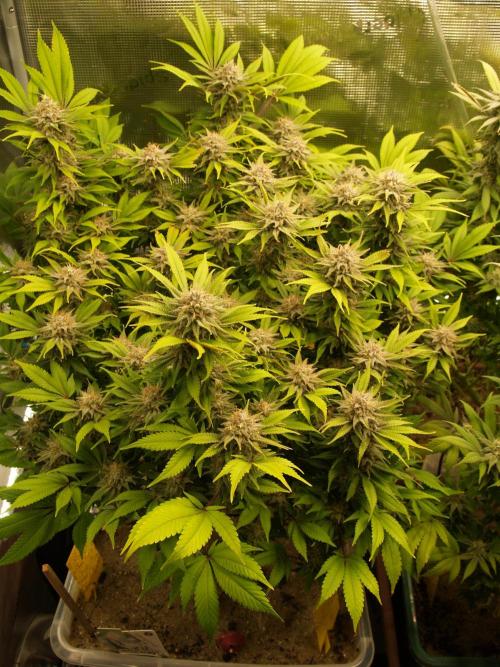 White Rhino From Zamnesia zweite Runde. Week 16 - Tag 115