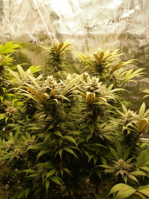 Eleven Roses Klon zur Blüte. Week 18 - Tag 124