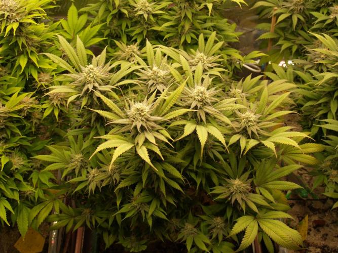 Eleven Roses Klon zur Blüte. Week 18 - Tag 124