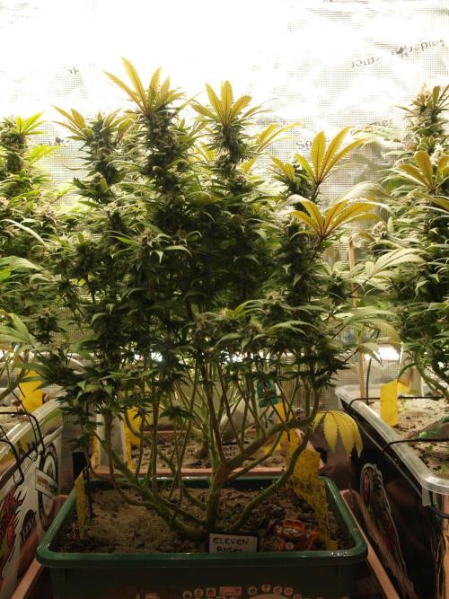 Eleven Roses Klon zur Blüte. Week 18 - Tag 124