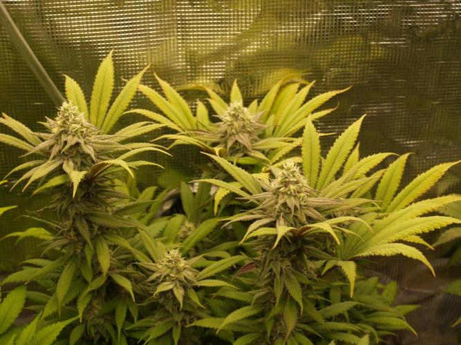 Eleven Roses Klon zur Blüte 2. Week 18 - Tag 124