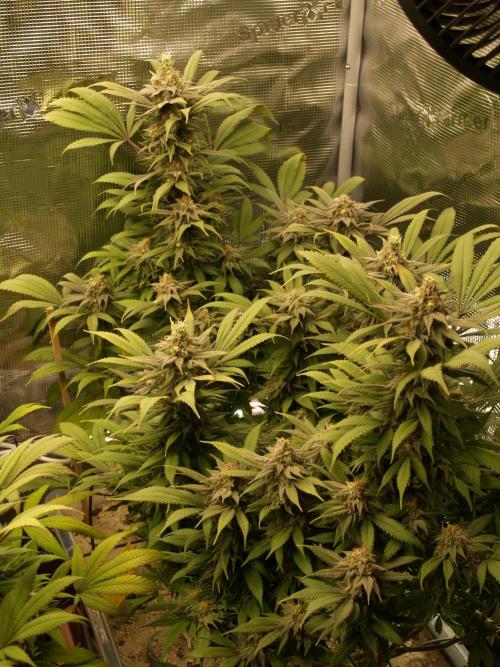 Eleven Roses. Week 20 - Tag 145