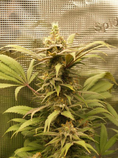 Eleven Roses. Week 20 - Tag 145